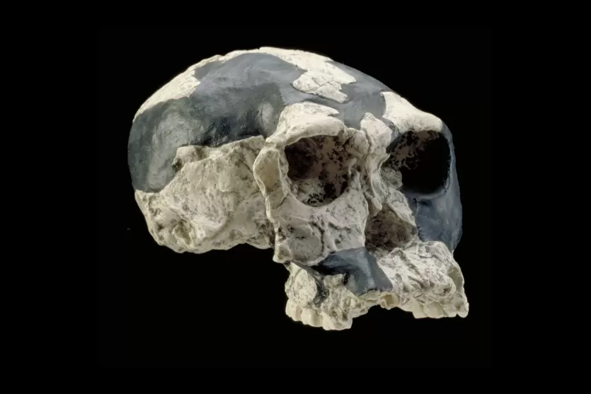 OH 24 'Twiggy', a crushed cranium of Homo habilis from Olduvai Gorge