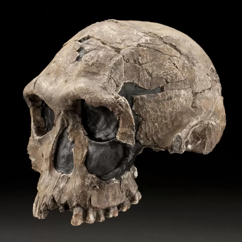 KNM-ER 1813, a small Homo habilis cranium from Koobi Fora