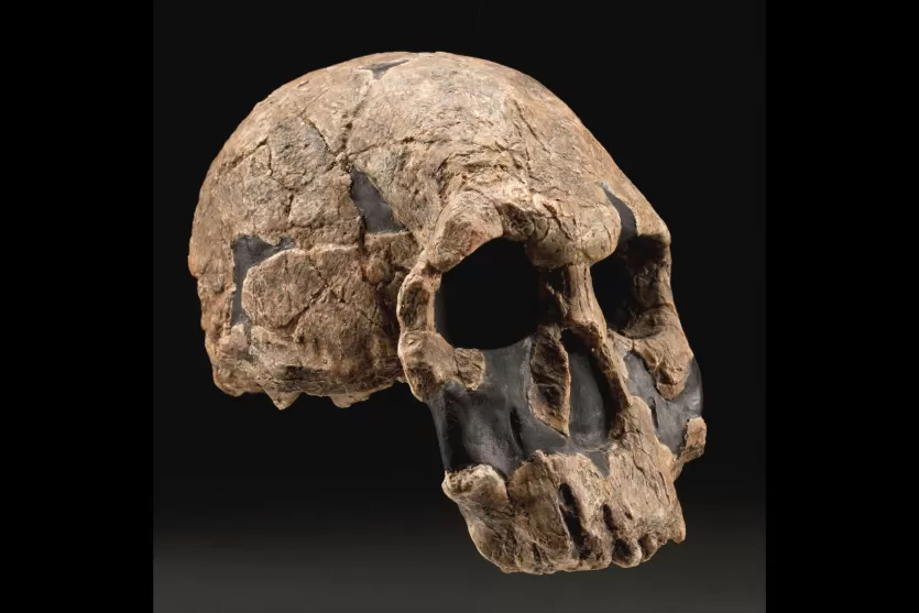 KNM-ER 1470, the lectotype cranium of Homo rudolfensis