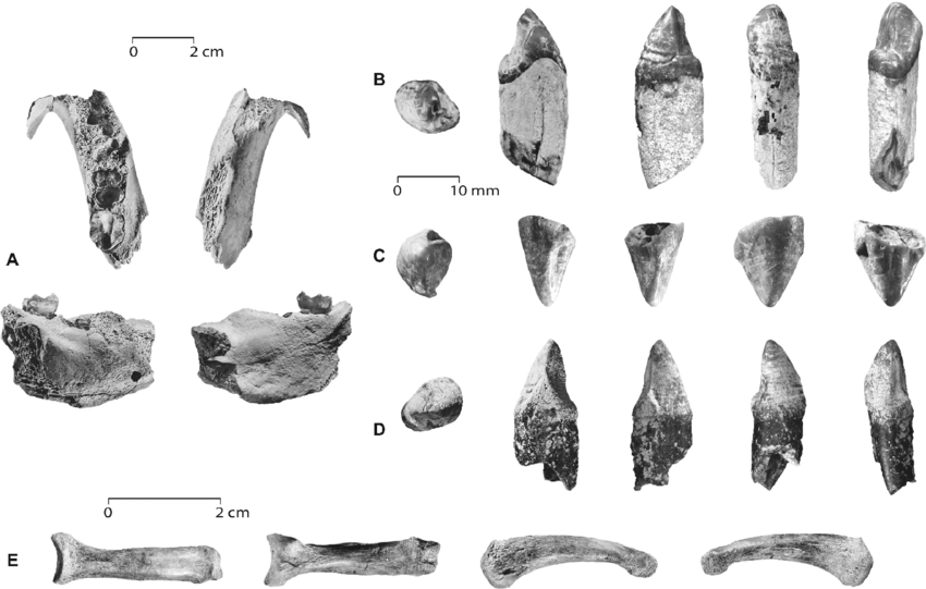 Fossil specimens of Ardipithecus kadabba including mandible and teeth from the Middle Awash, Ethiopia.