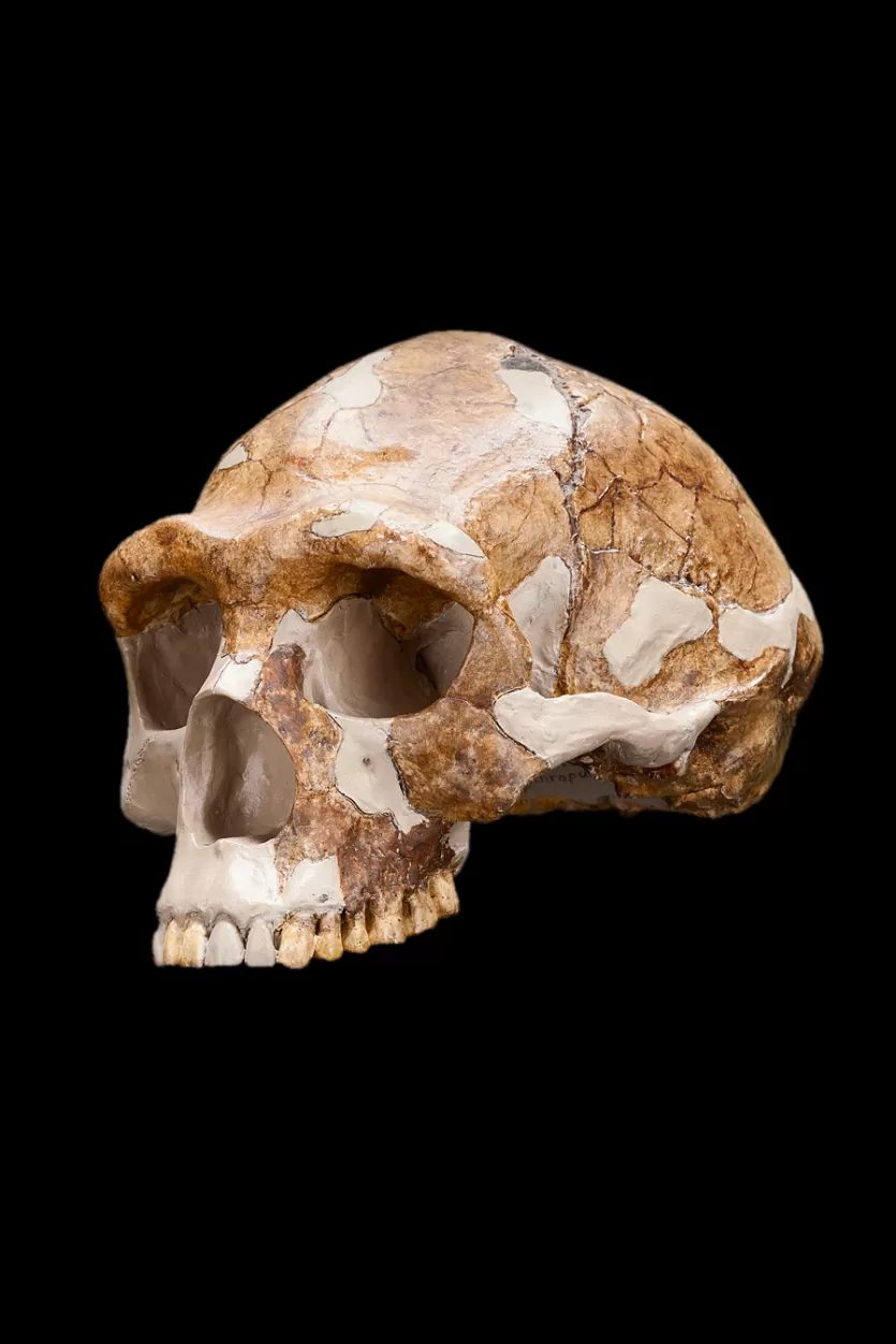 Reconstruction of Peking Man based on fossil evidence from Zhoukoudian, China