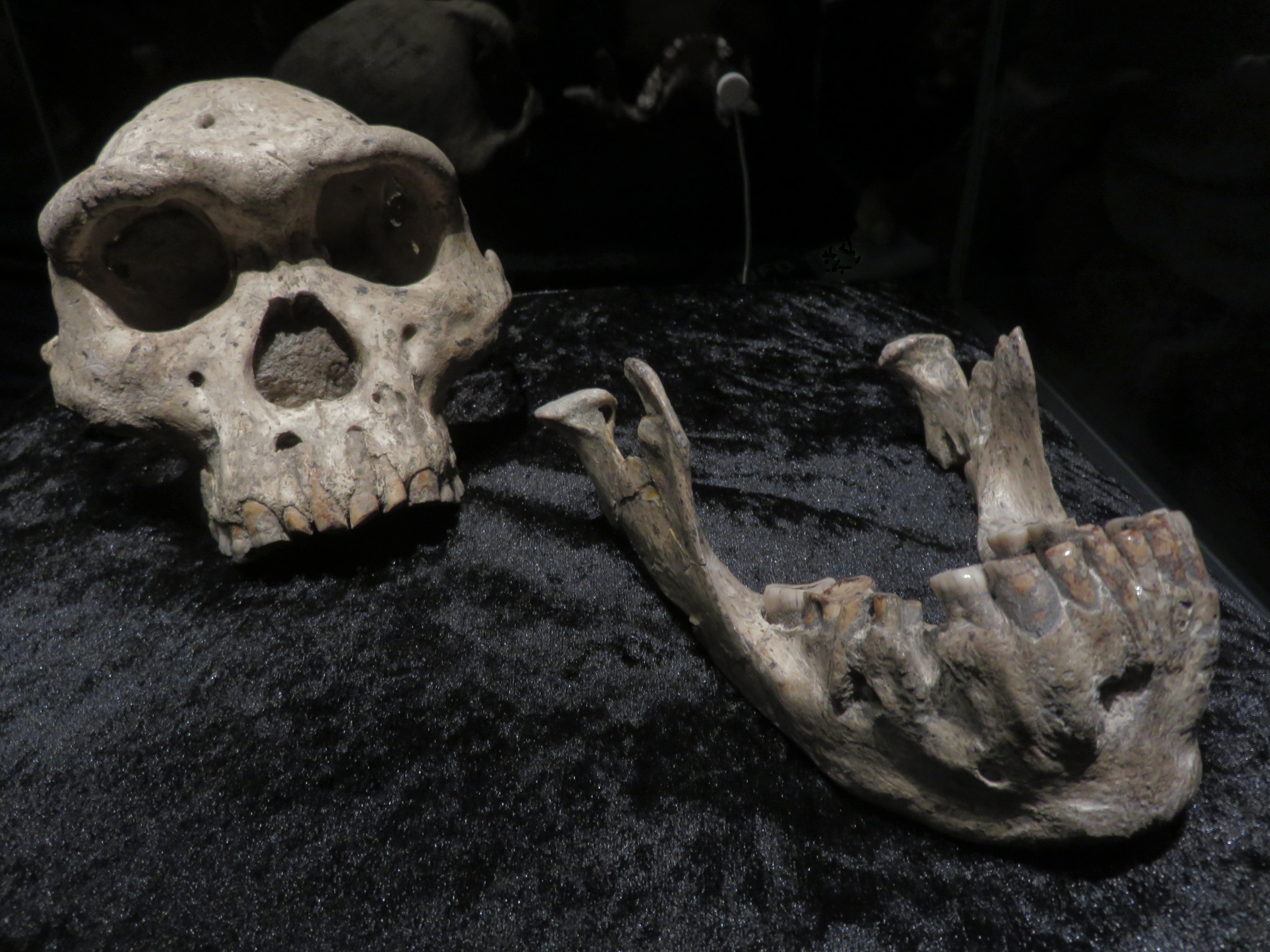 Dmanisi Skull 5 (D4500), the most complete early Homo skull ever found, with a cranial capacity of 546 cc