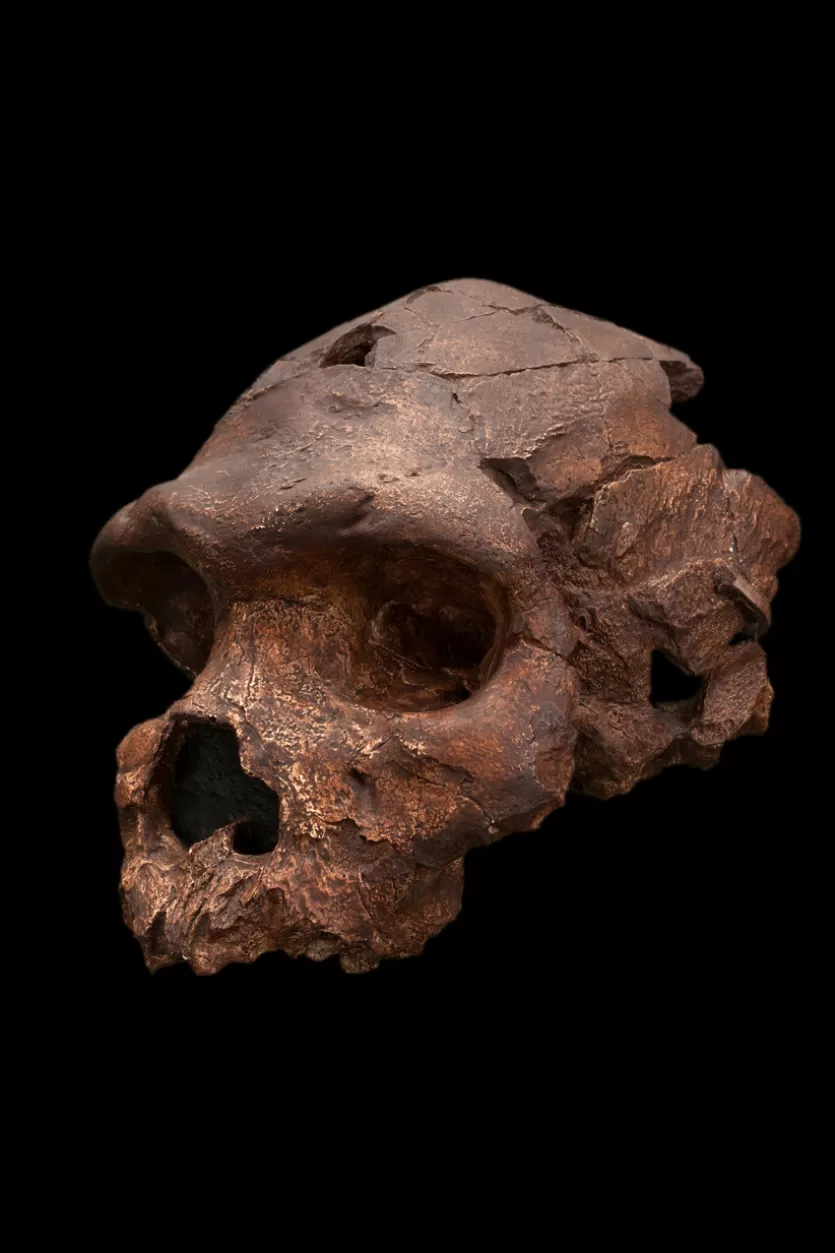 The Bodo cranium from Ethiopia, showing a robust face with prominent brow ridges