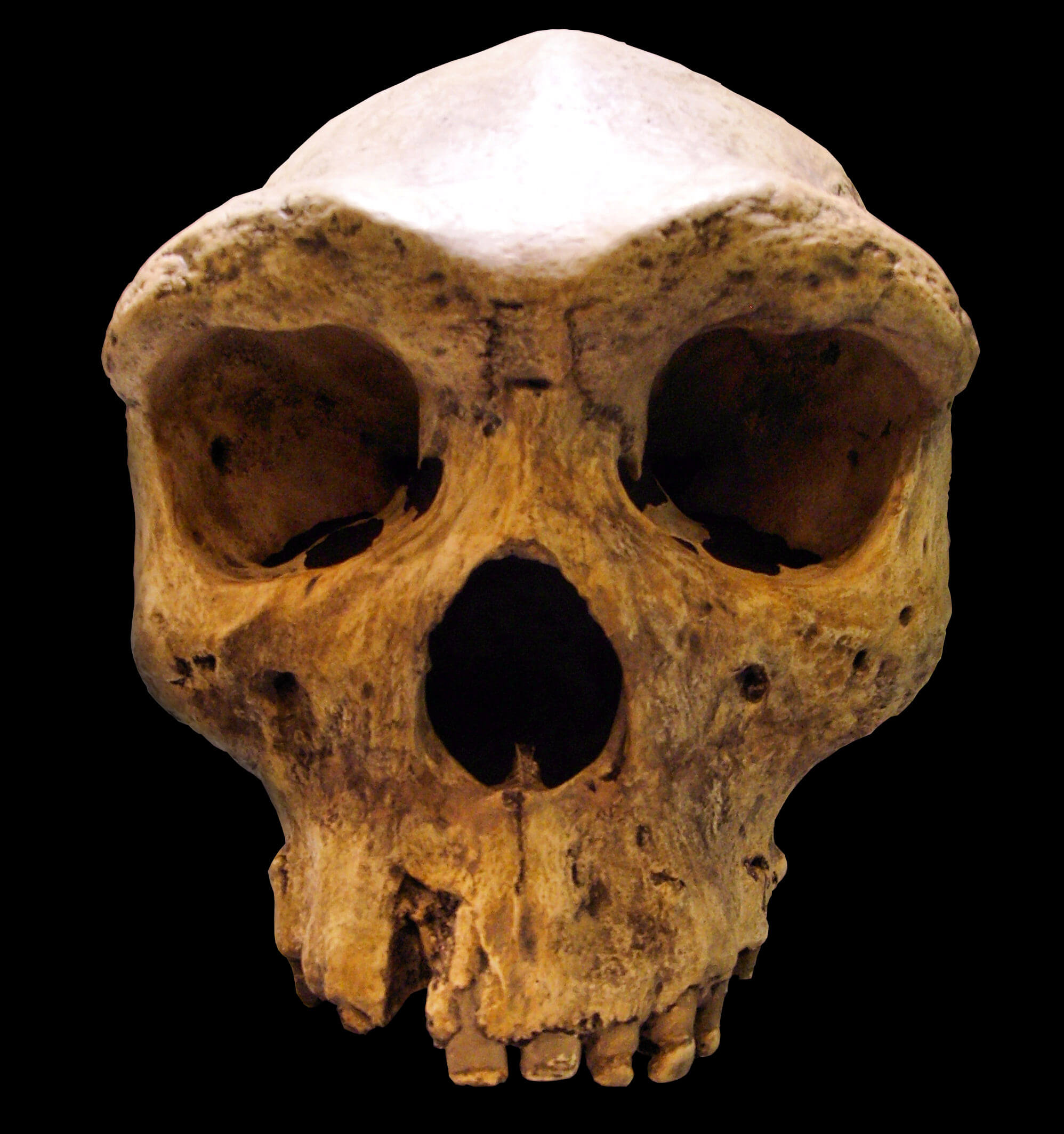 The Kabwe 1 cranium from Zambia, front view, showing prominent brow ridges