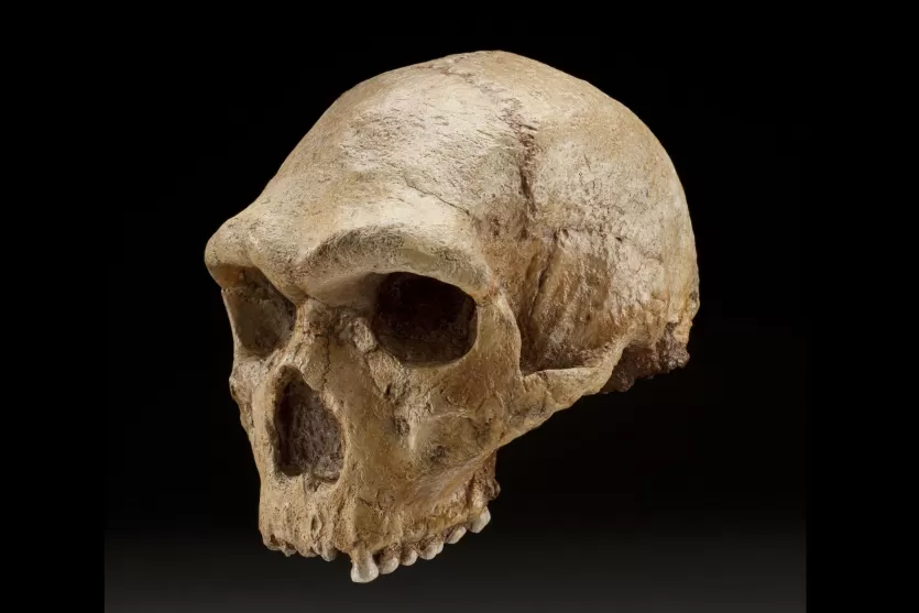 The Petralona cranium from Greece, showing a mix of Homo erectus and Neanderthal features