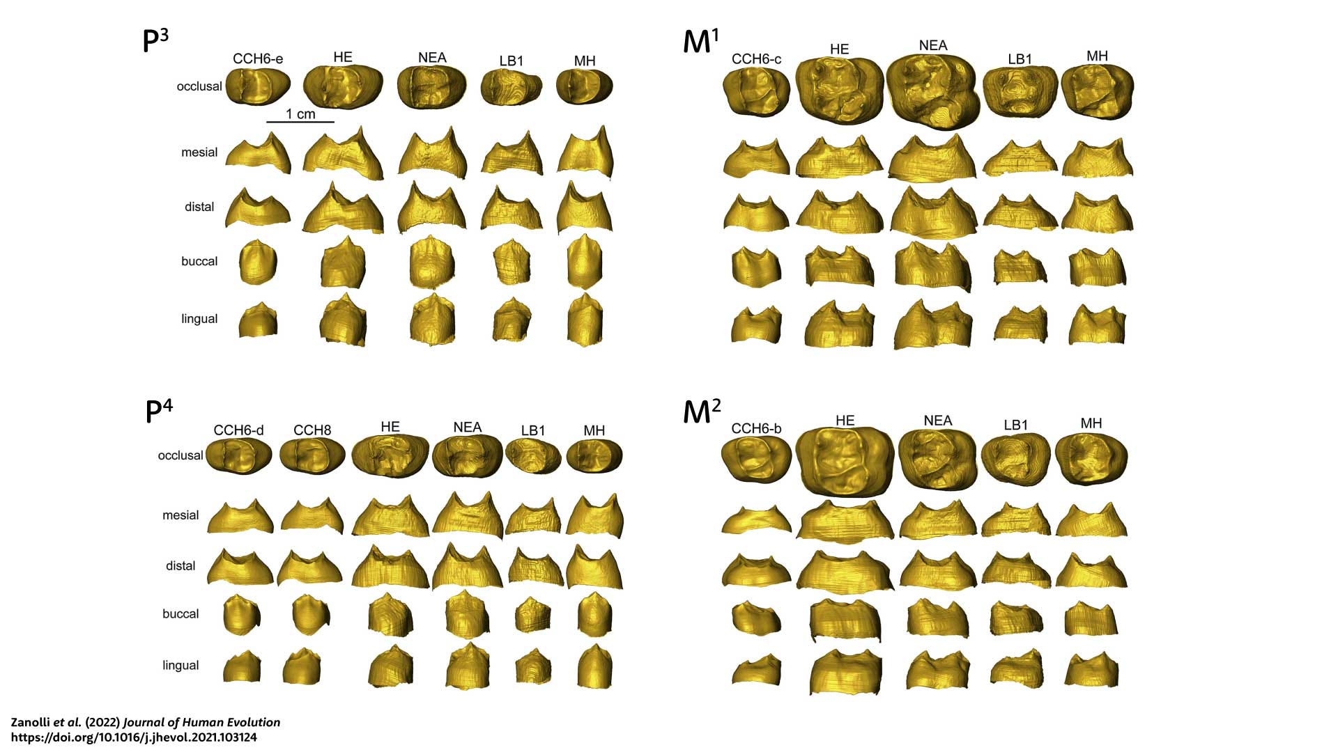 Teeth and phalanges of Homo luzonensis from Callao Cave, Luzon