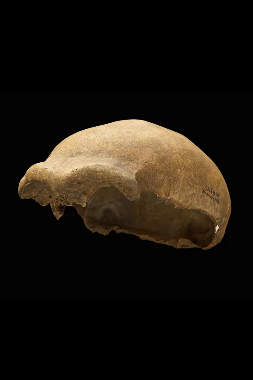 Feldhofer 1 Neanderthal calvaria