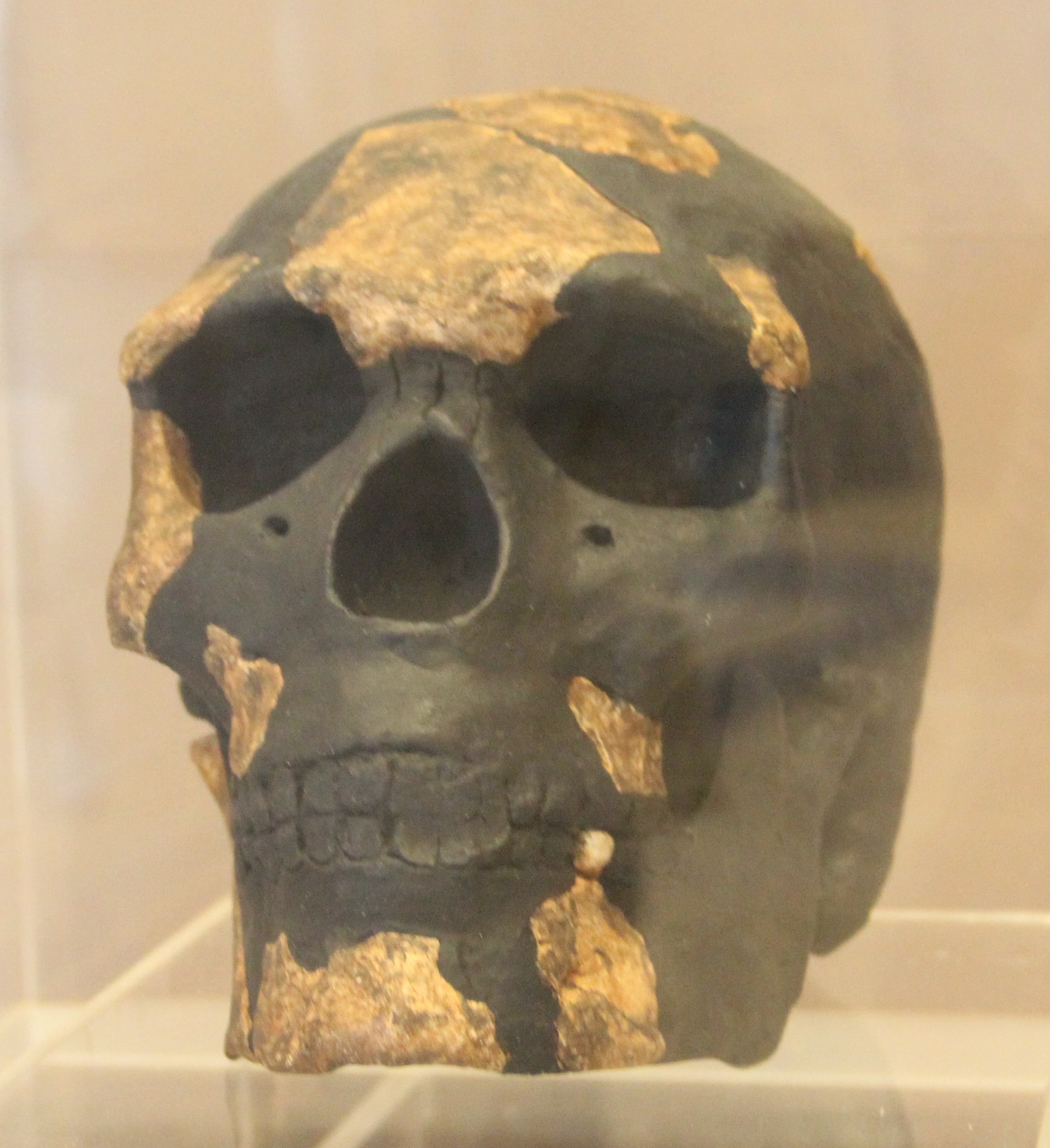 Omo I skull, the earliest unequivocal anatomically modern human from East Africa