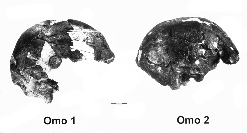 Omo II calvaria, showing more archaic features than the contemporaneous Omo I