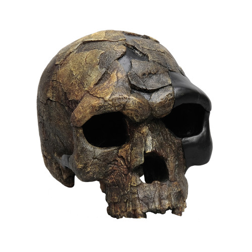 Herto BOU-VP-16/1 cranium, Homo sapiens idaltu