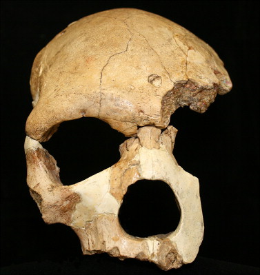 Florisbad cranium from South Africa, showing a mosaic of archaic and modern features