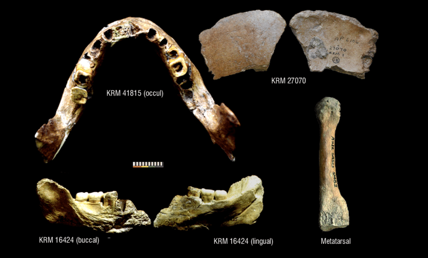 Mandible fragment from Klasies River Mouth, South Africa