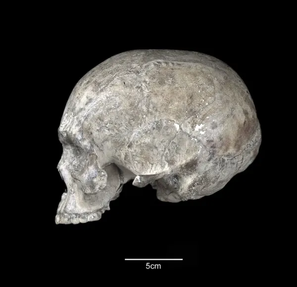 Border Cave 1 cranium from South Africa