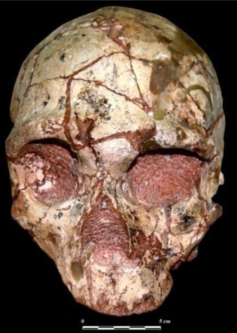 The Apidima 1 cranium from Greece, potentially the oldest Homo sapiens specimen in Europe